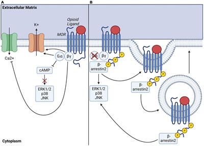 Mu-opioid receptor and receptor tyrosine kinase crosstalk: Implications in mechanisms of opioid tolerance, reduced analgesia to neuropathic pain, dependence, and reward